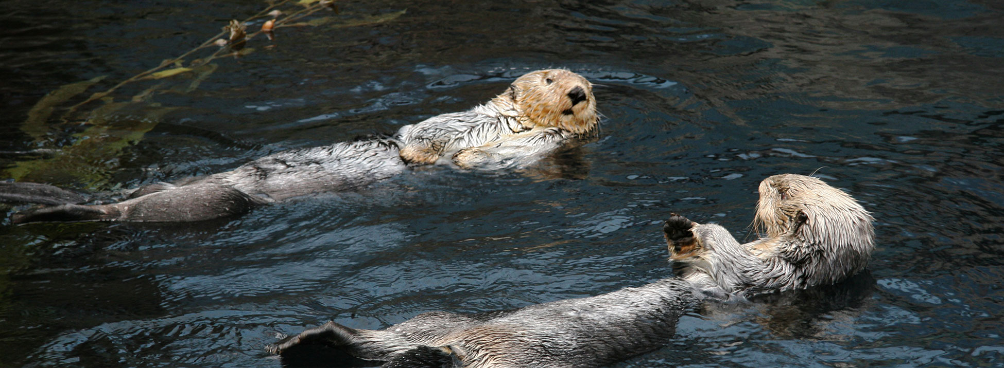 alaska expedition tours