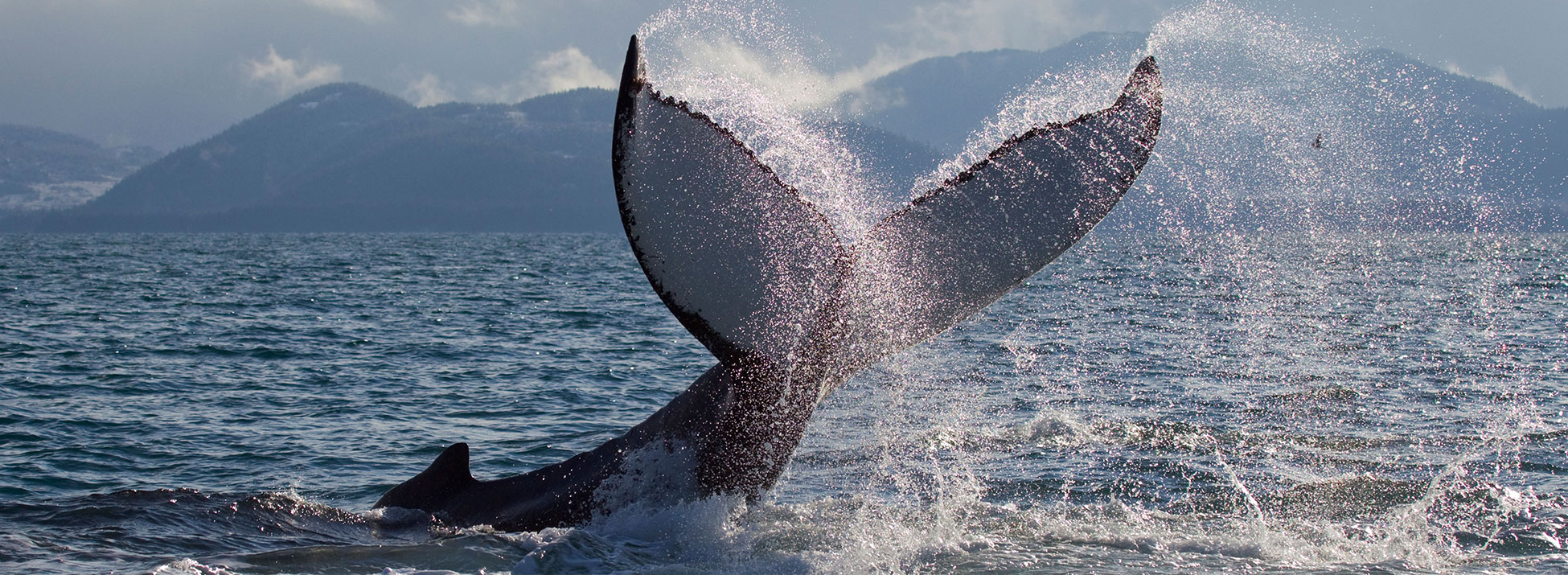 north pacific passage cruise