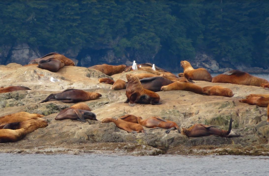 north pacific passage cruise